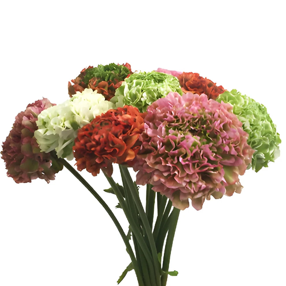 Pon pon Ranunculus - Assorted - main