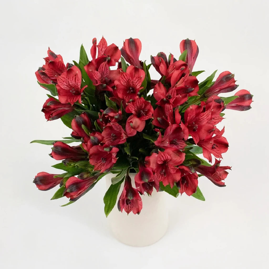 Red Alstroemeria - alternative 2