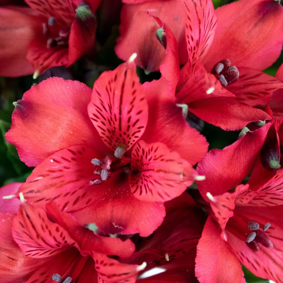 Red Alstroemeria - alternative 1