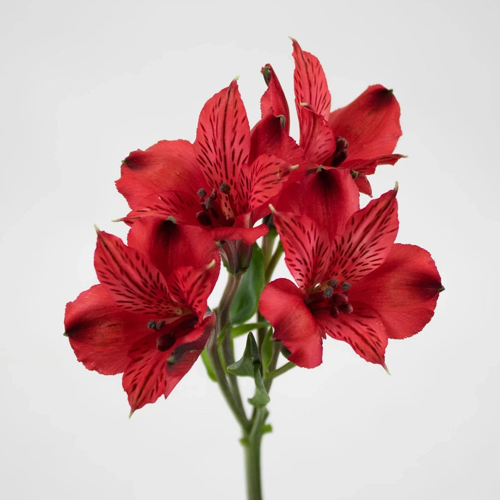 Red Alstroemeria - main