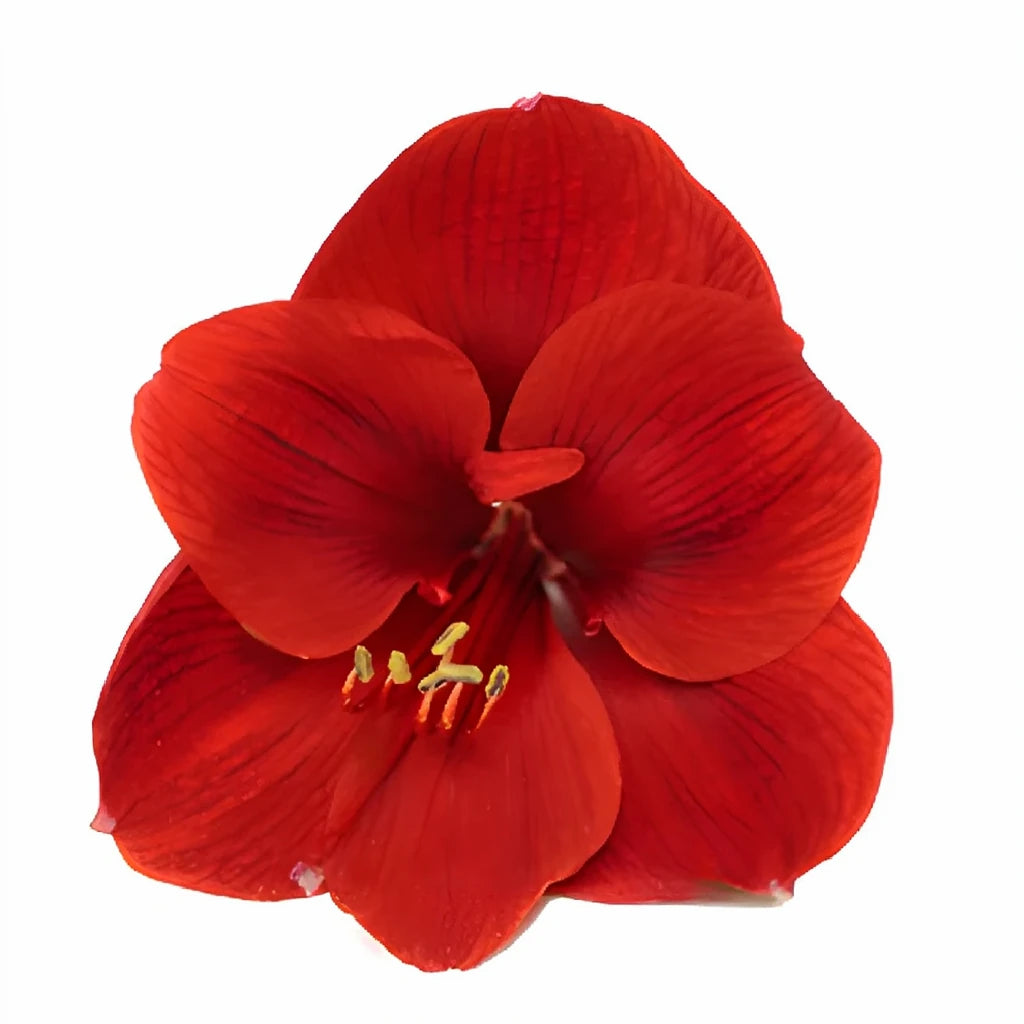 Scadoxus Flame Amaryllis - alternative 1