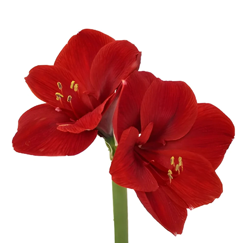 Red Amaryllis - alternative 1
