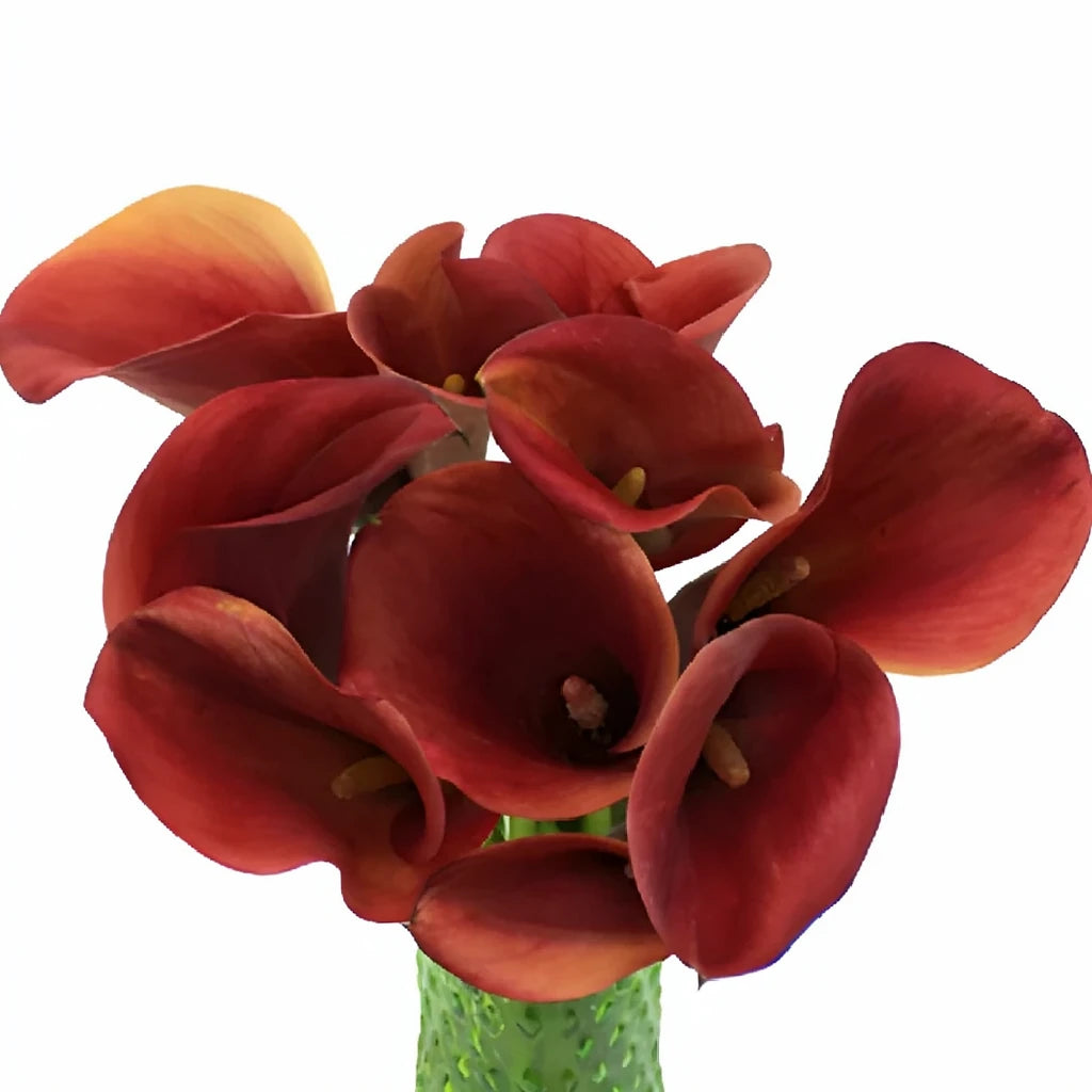 Red Aranal Calla Lily Mini - alternative 2