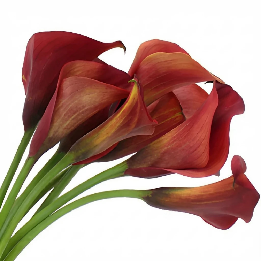 Red Aranal Calla Lily Mini - alternative 1