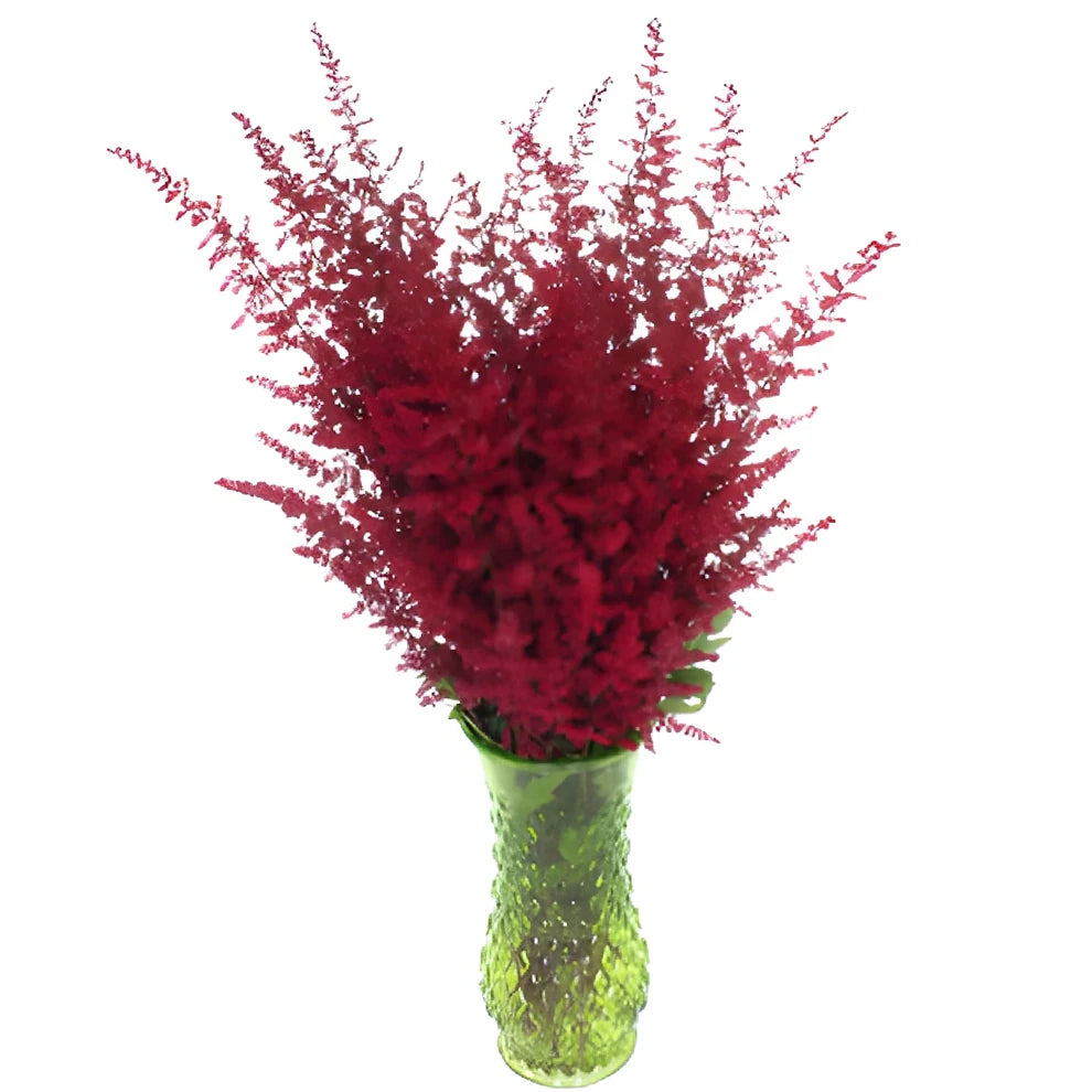 Burgundy Astilbe - main