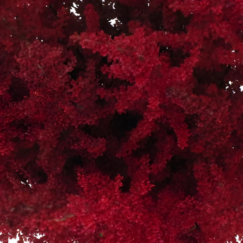 Red Astilbe - alternative 1