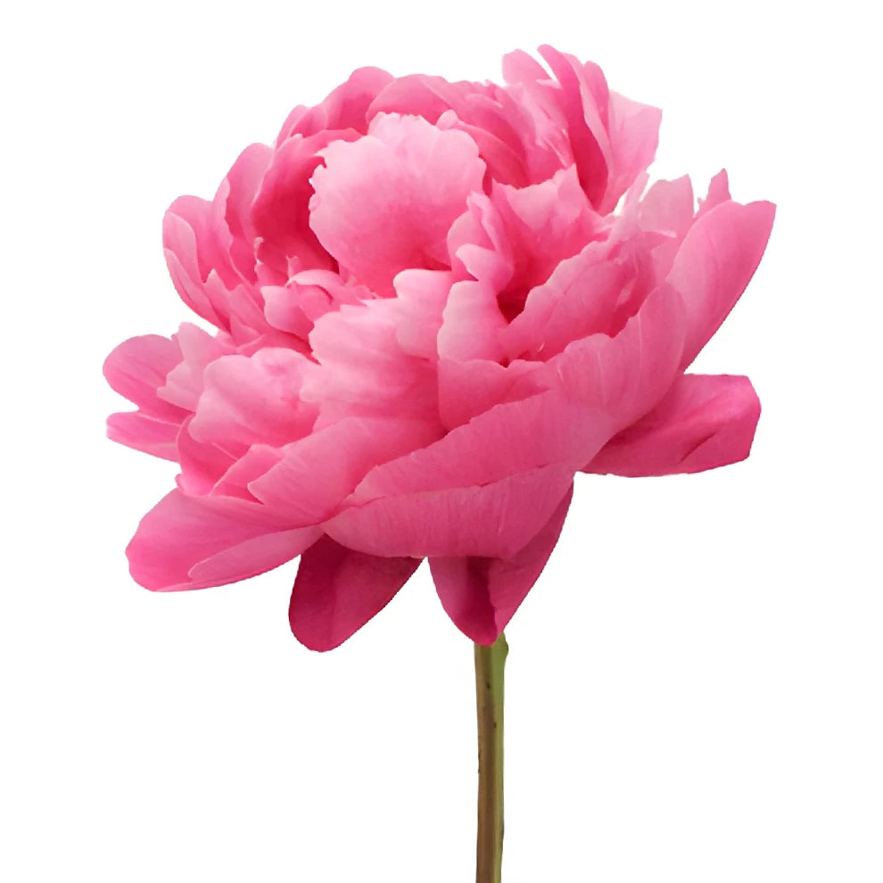 Sarah Red Peonies - alternative 3