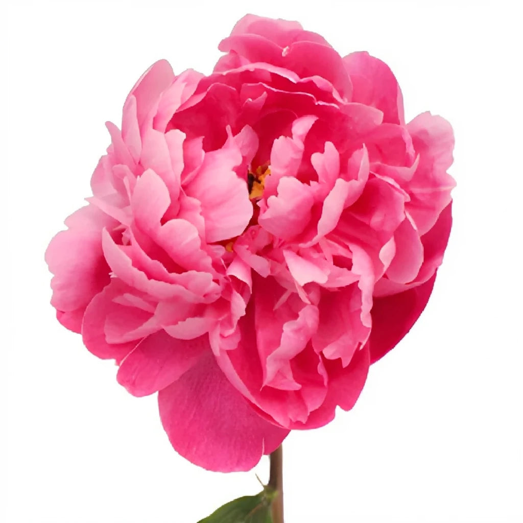 Sarah Red Peonies - main