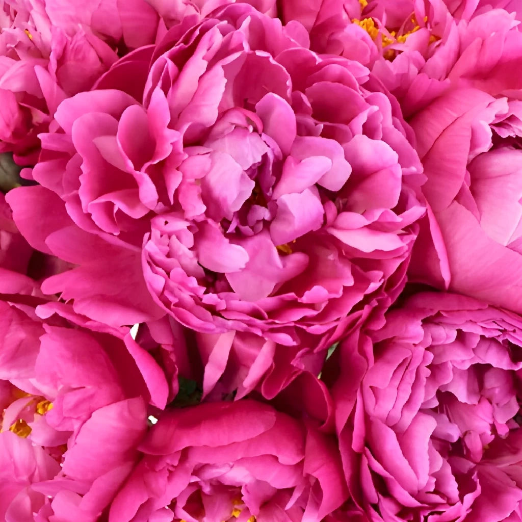 Sarah Red Peonies - alternative 4