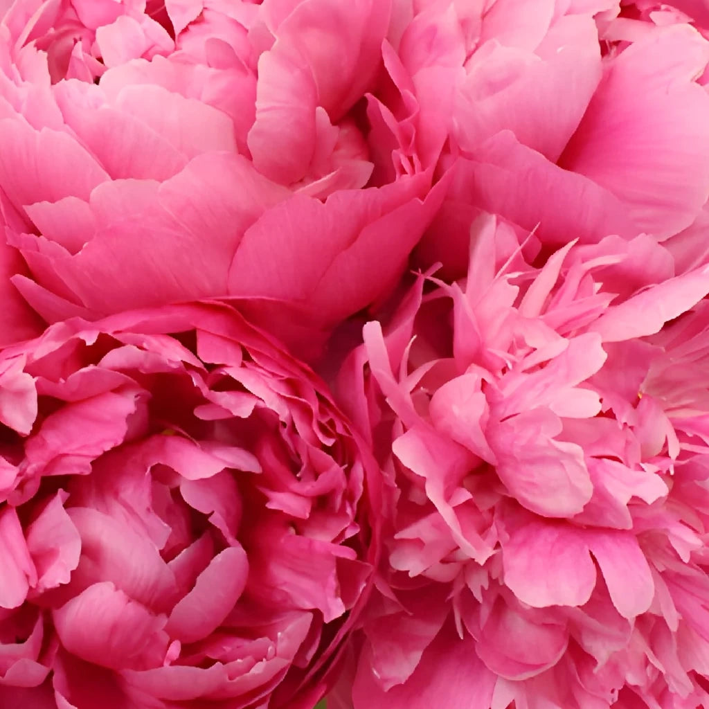 Sarah Red Peonies - alternative 1