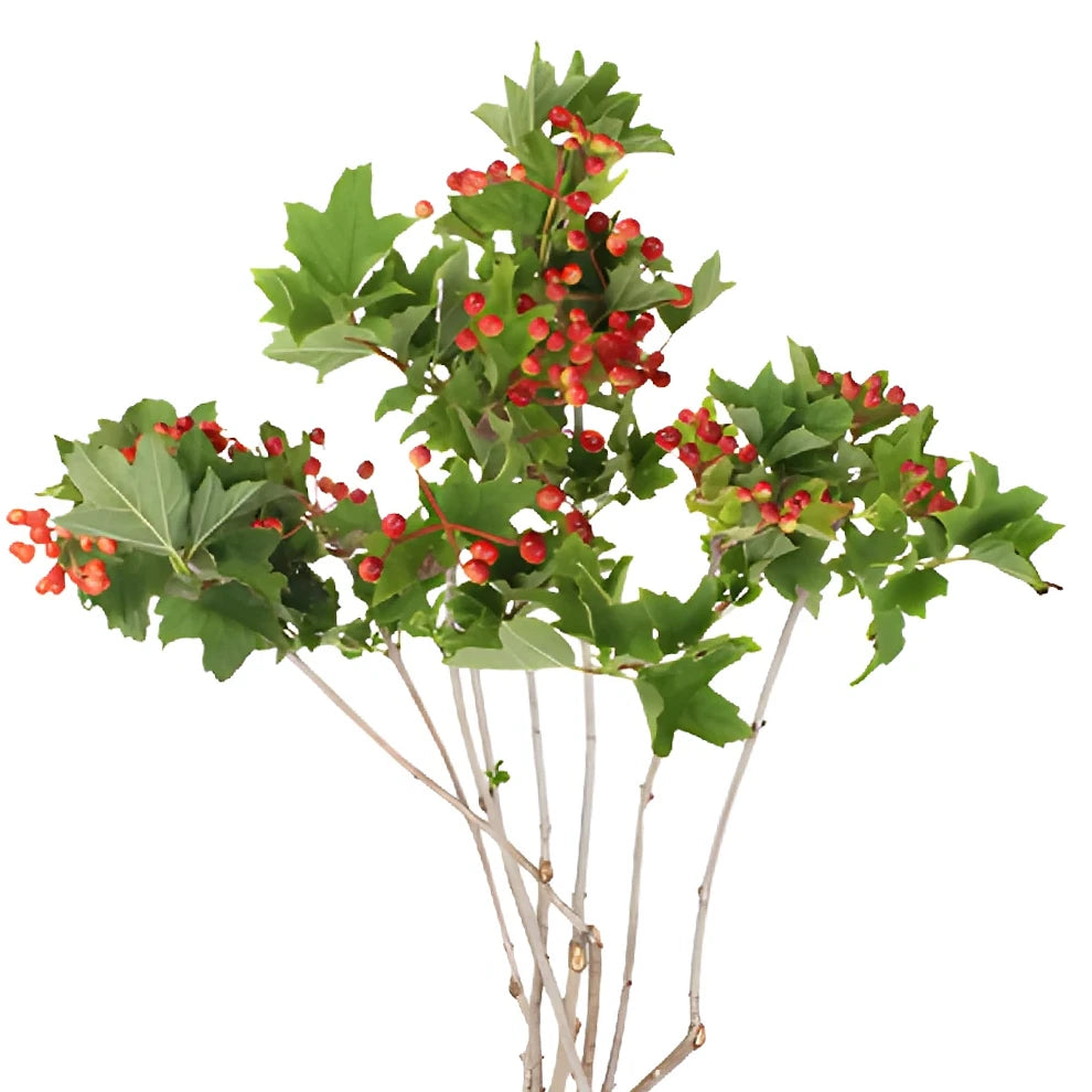 Viburnum Greenery - alternative 3