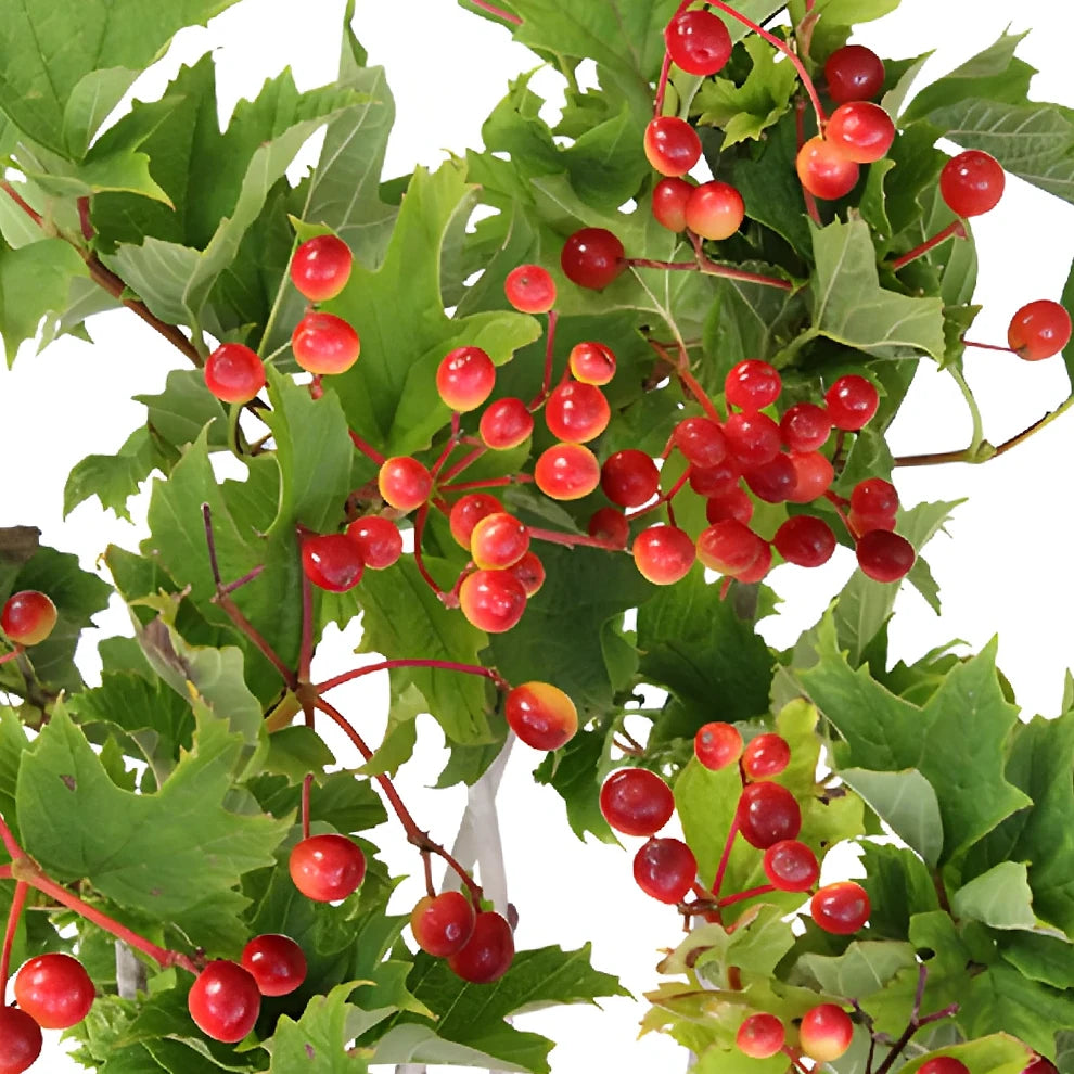 Viburnum Greenery - alternative 1