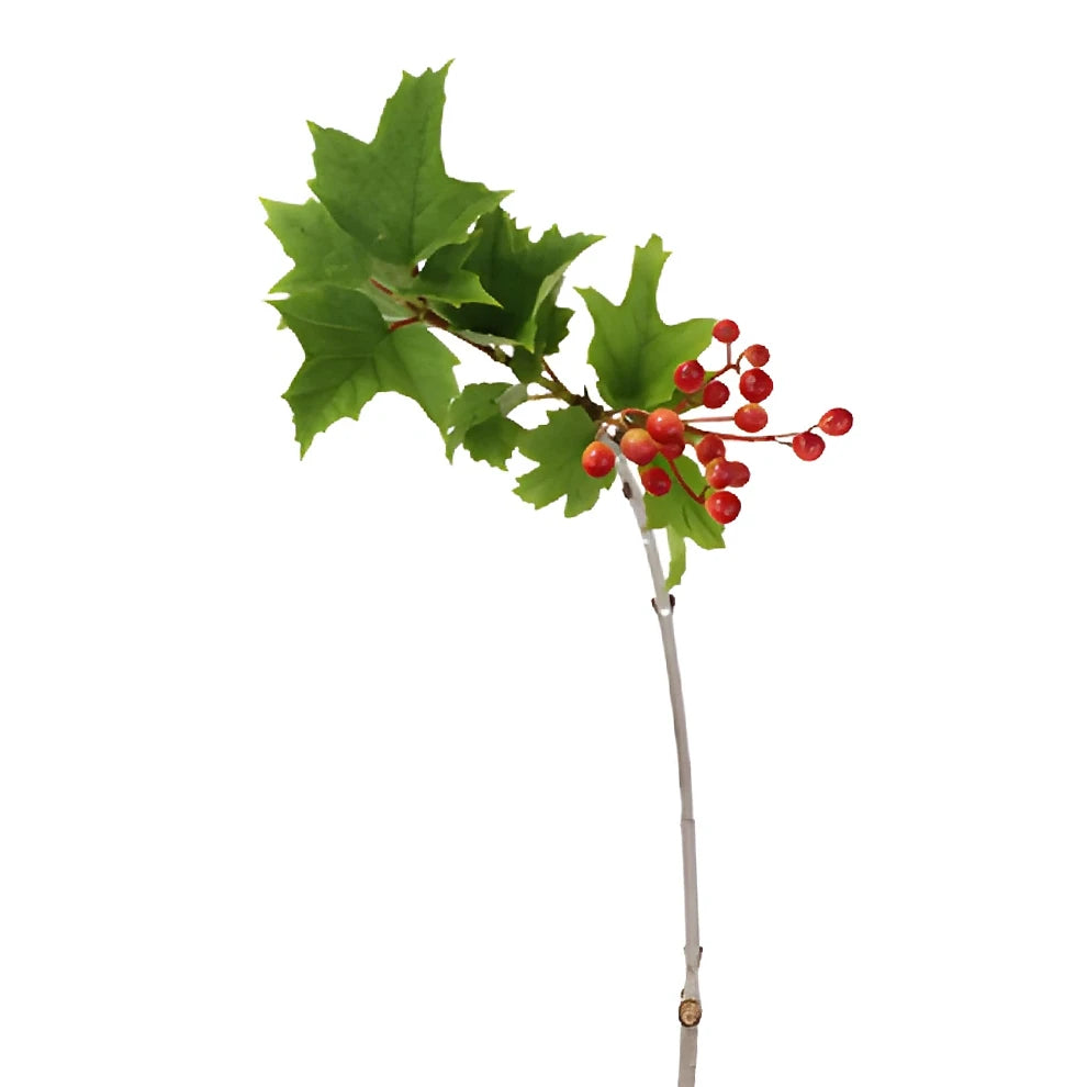 Viburnum Greenery - main