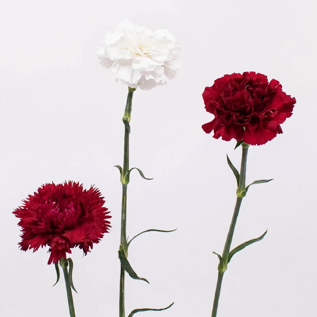 Moonlight Carnations - main