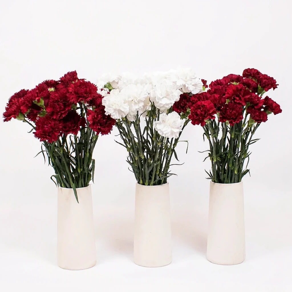 Moonlight Carnations - alternative 1