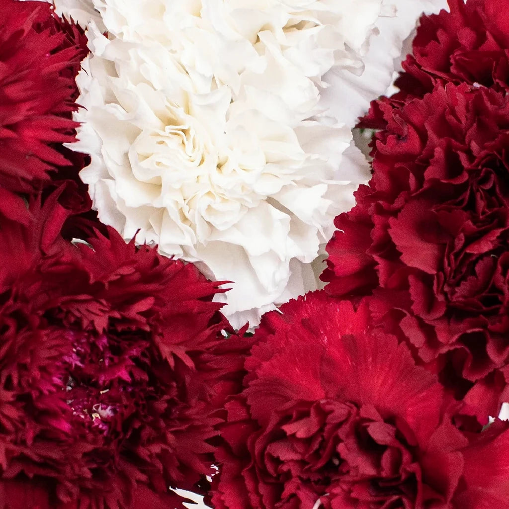 Moonlight Carnations - alternative 3