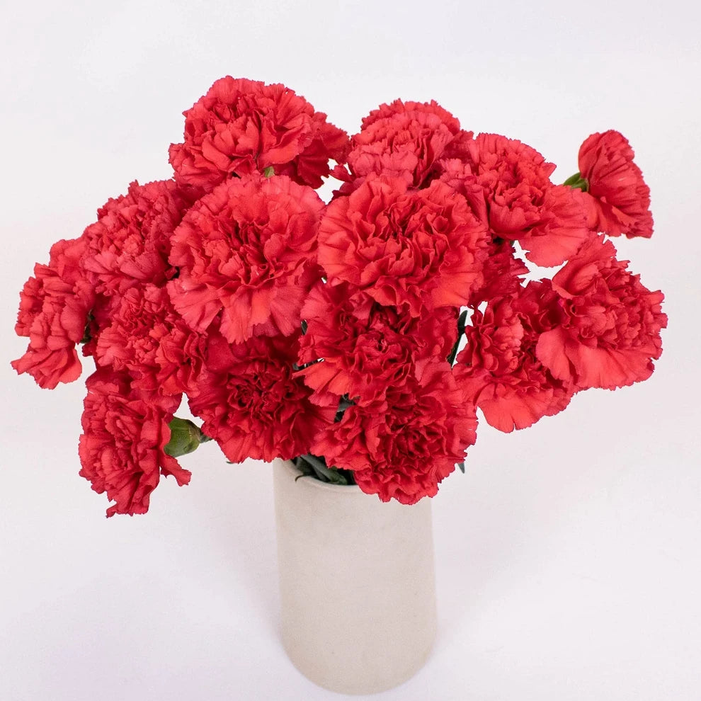 Red Carnations - alternative 1