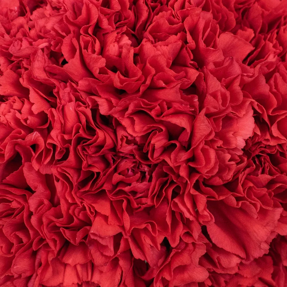 Red Carnations - main