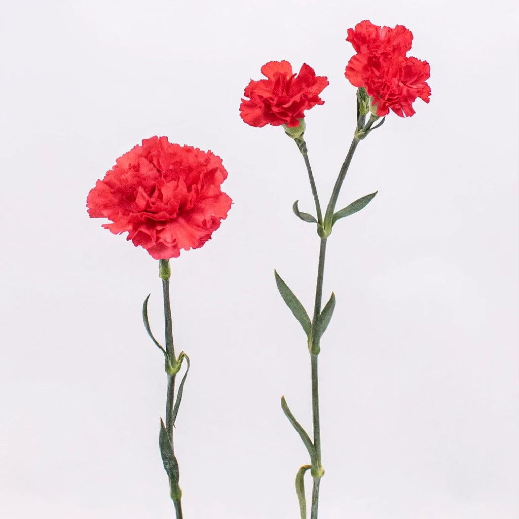 Don Pedro Carnations - alternative 3
