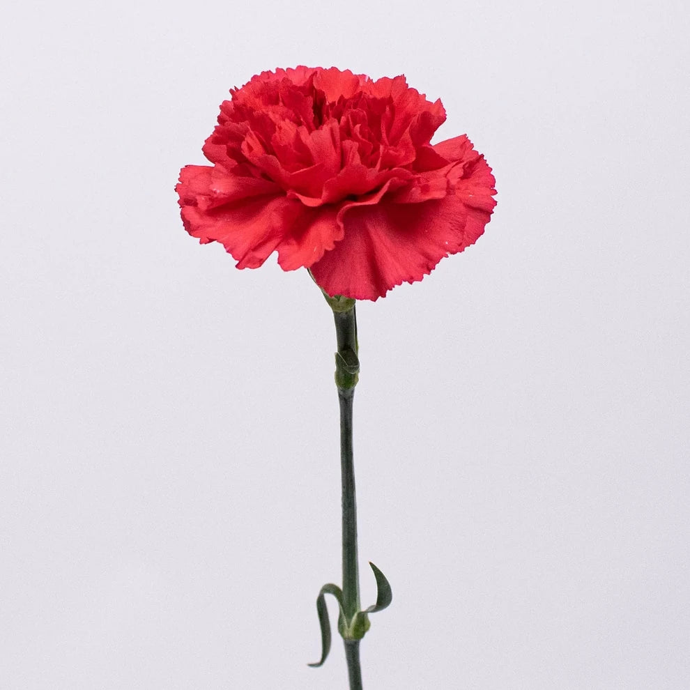 Red Carnations - alternative 2