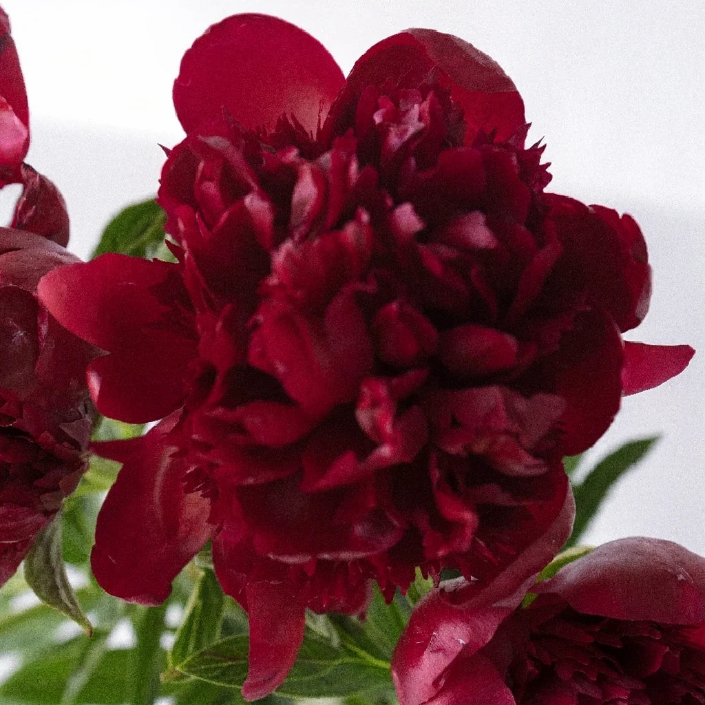A Rousseau Peonies - alternative 2