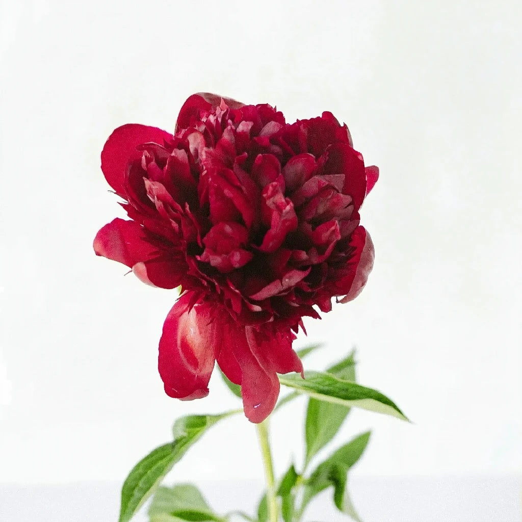 A Rousseau Peonies - alternative 1