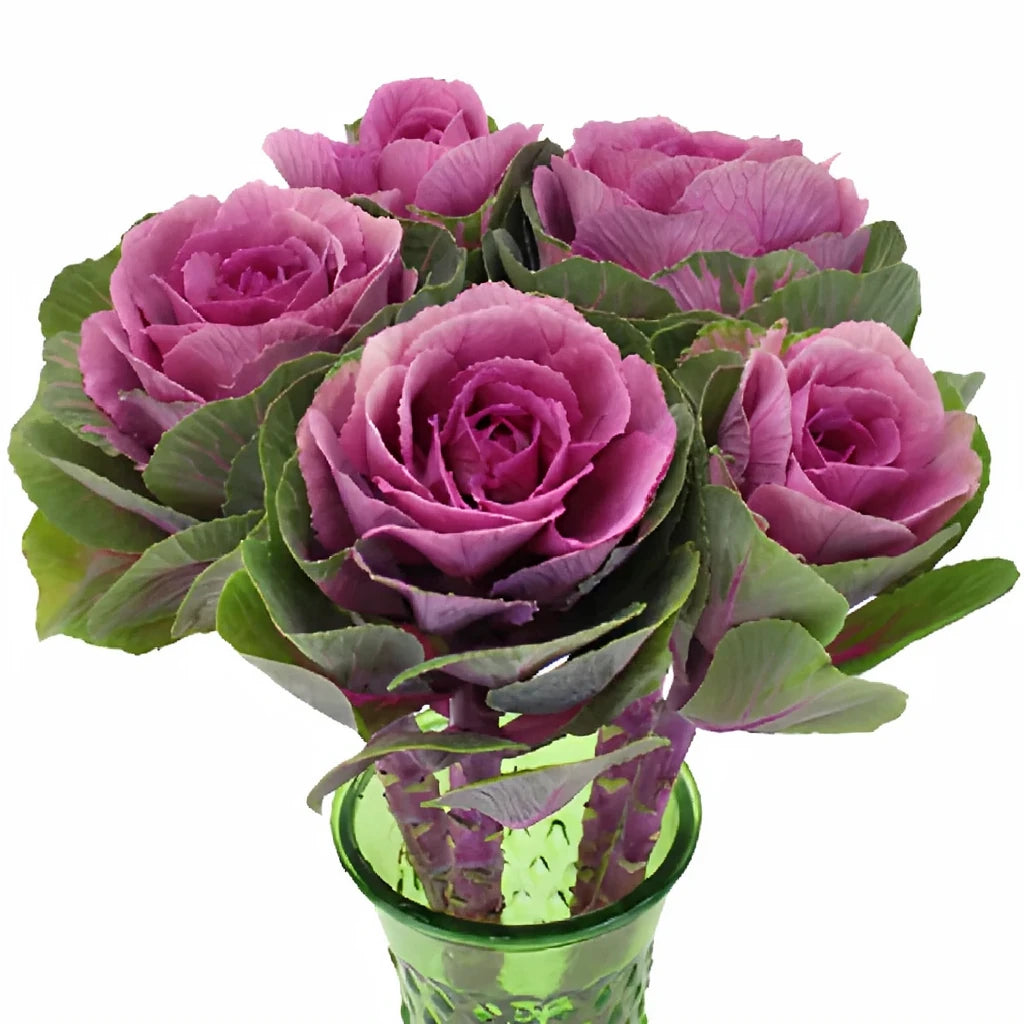 Purple Kale - alternative 4