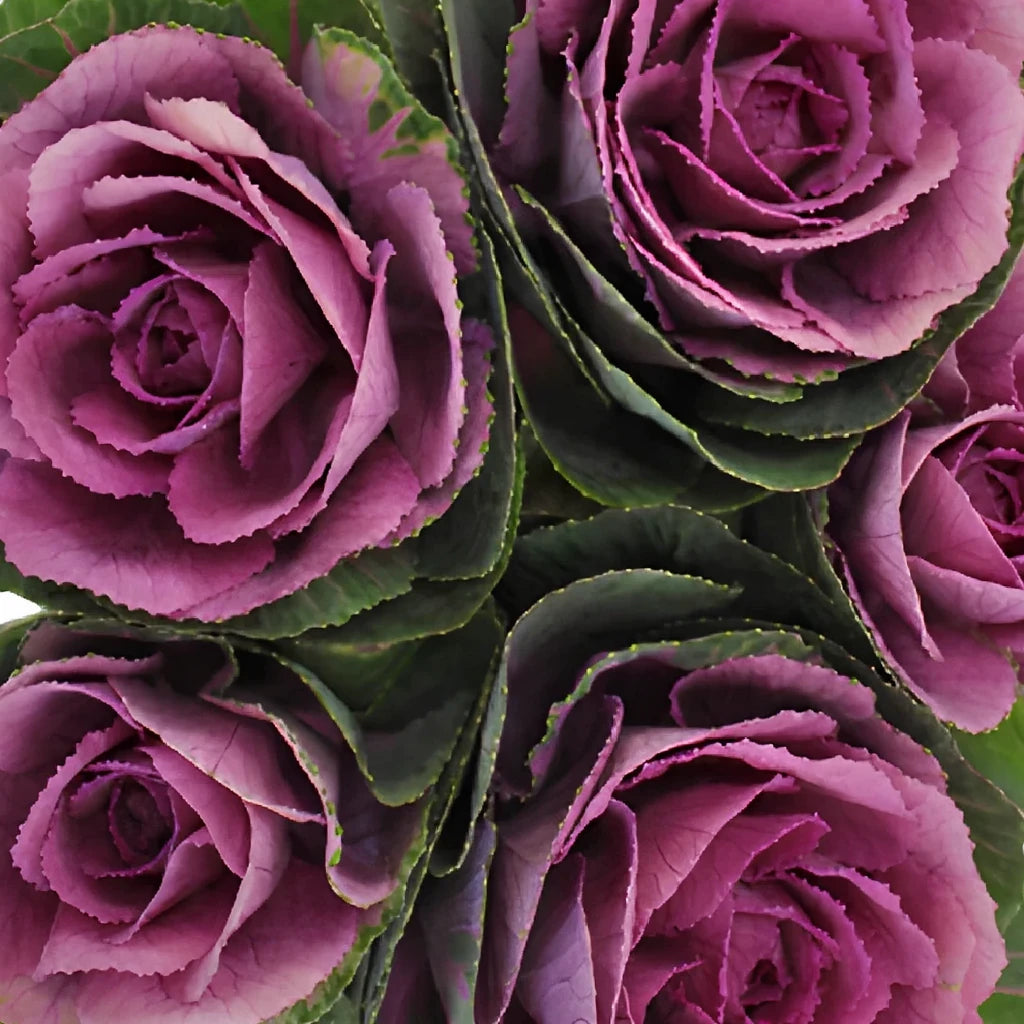 Purple Kale - alternative 3