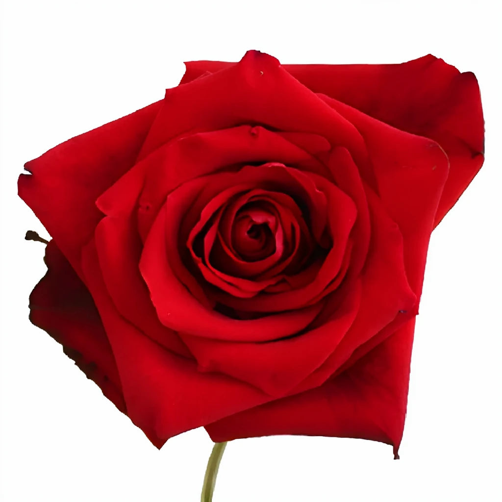 Devotion Roses Standard - alternative 2