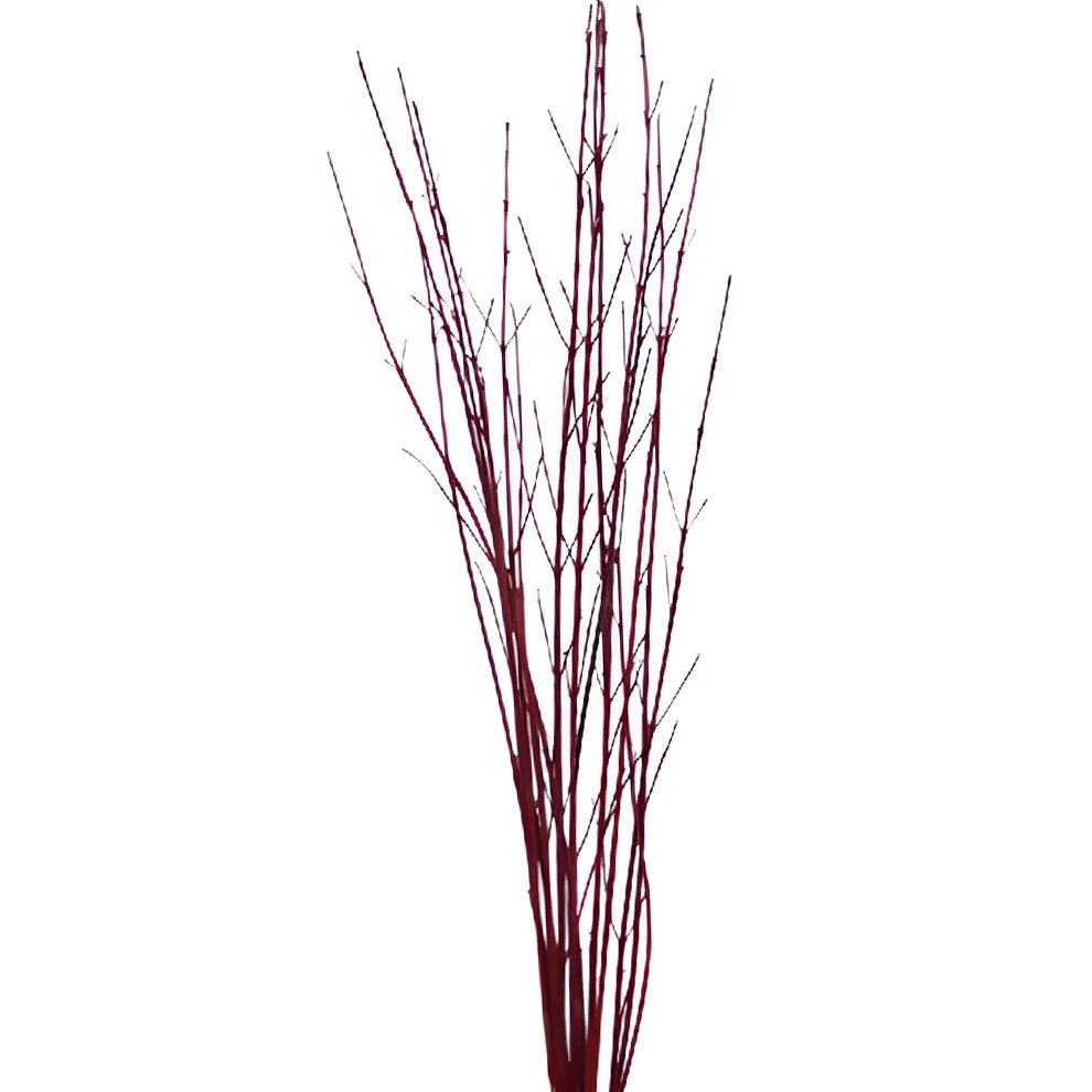 Dogwood Branches Branches - main
