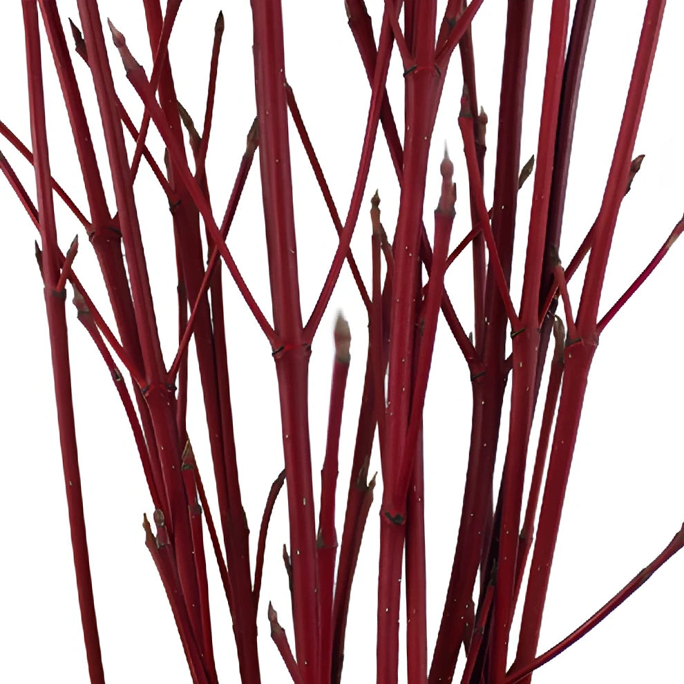 Dogwood Branches Branches - alternative 1