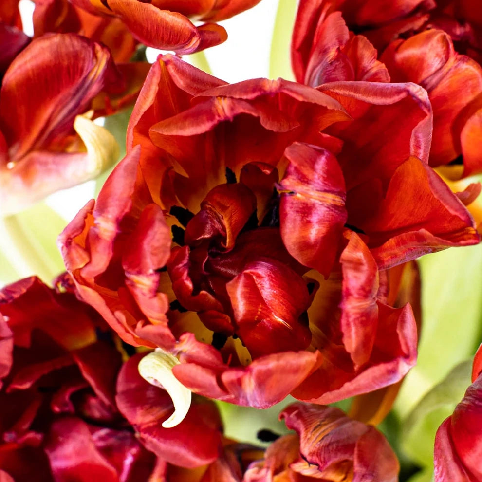 Red Tulips Doubles - main