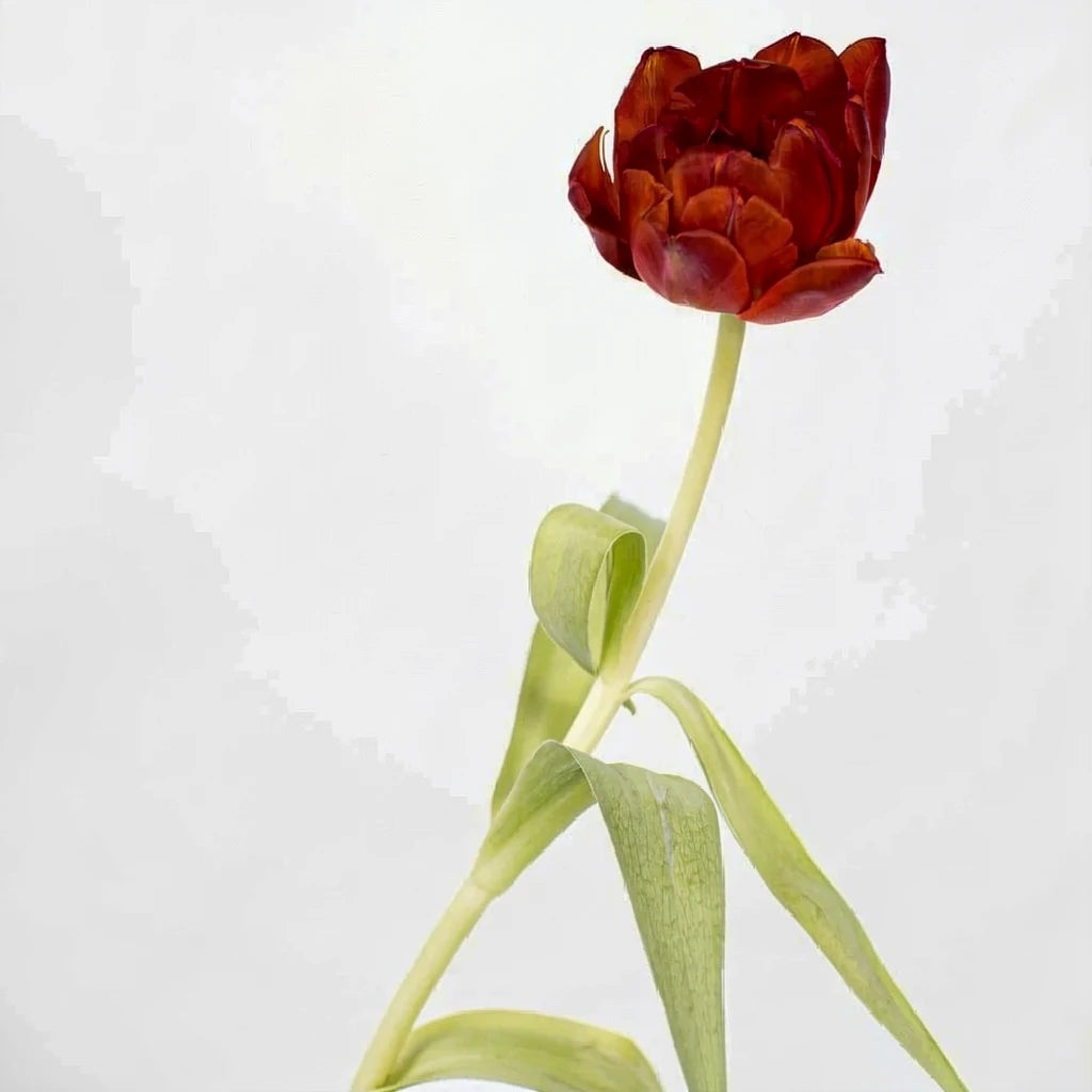 Red Tulips Doubles - alternative 1