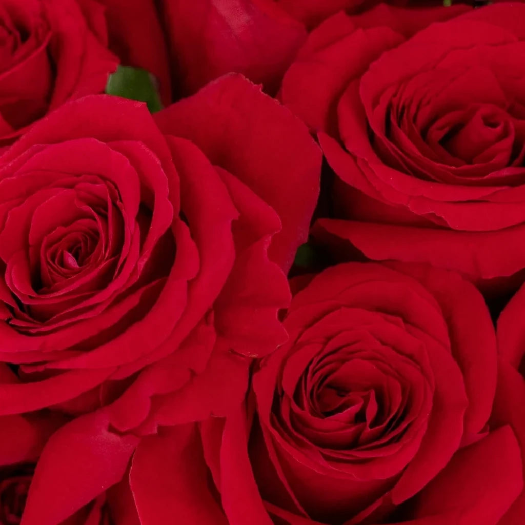 Undercover Roses Standard - main