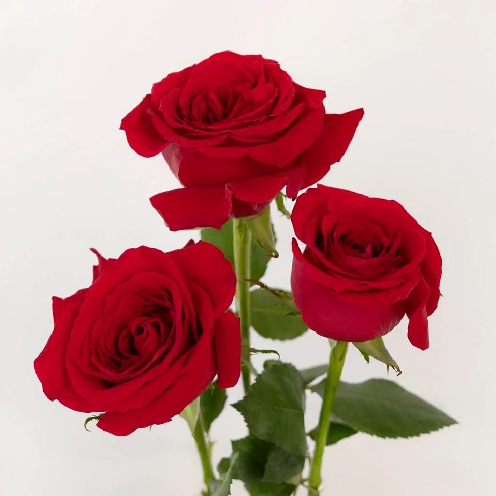 Forever Young Roses Standard - main