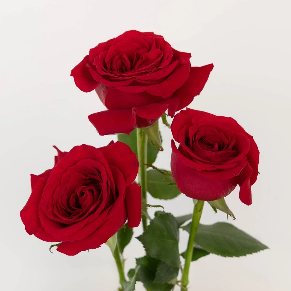 Red Explorer Roses Standard - main