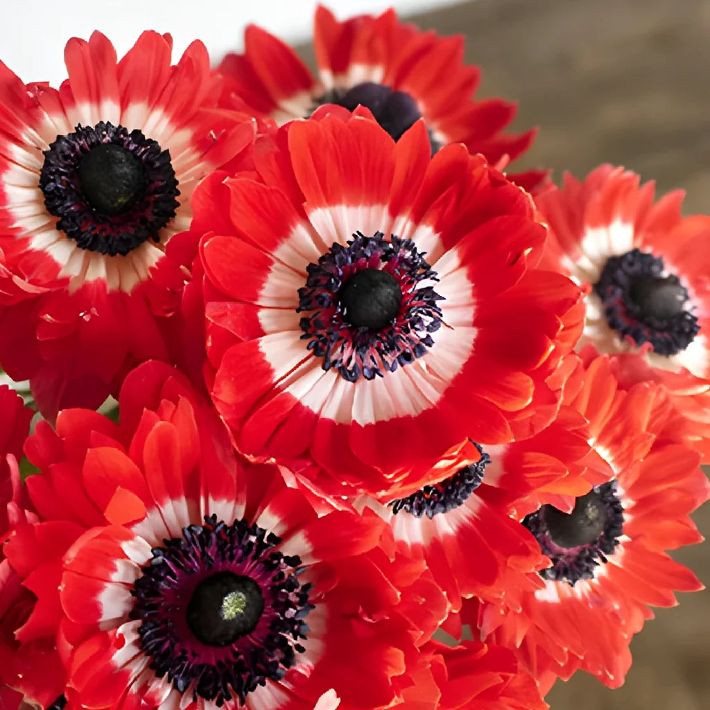 Red Anemones - alternative 2