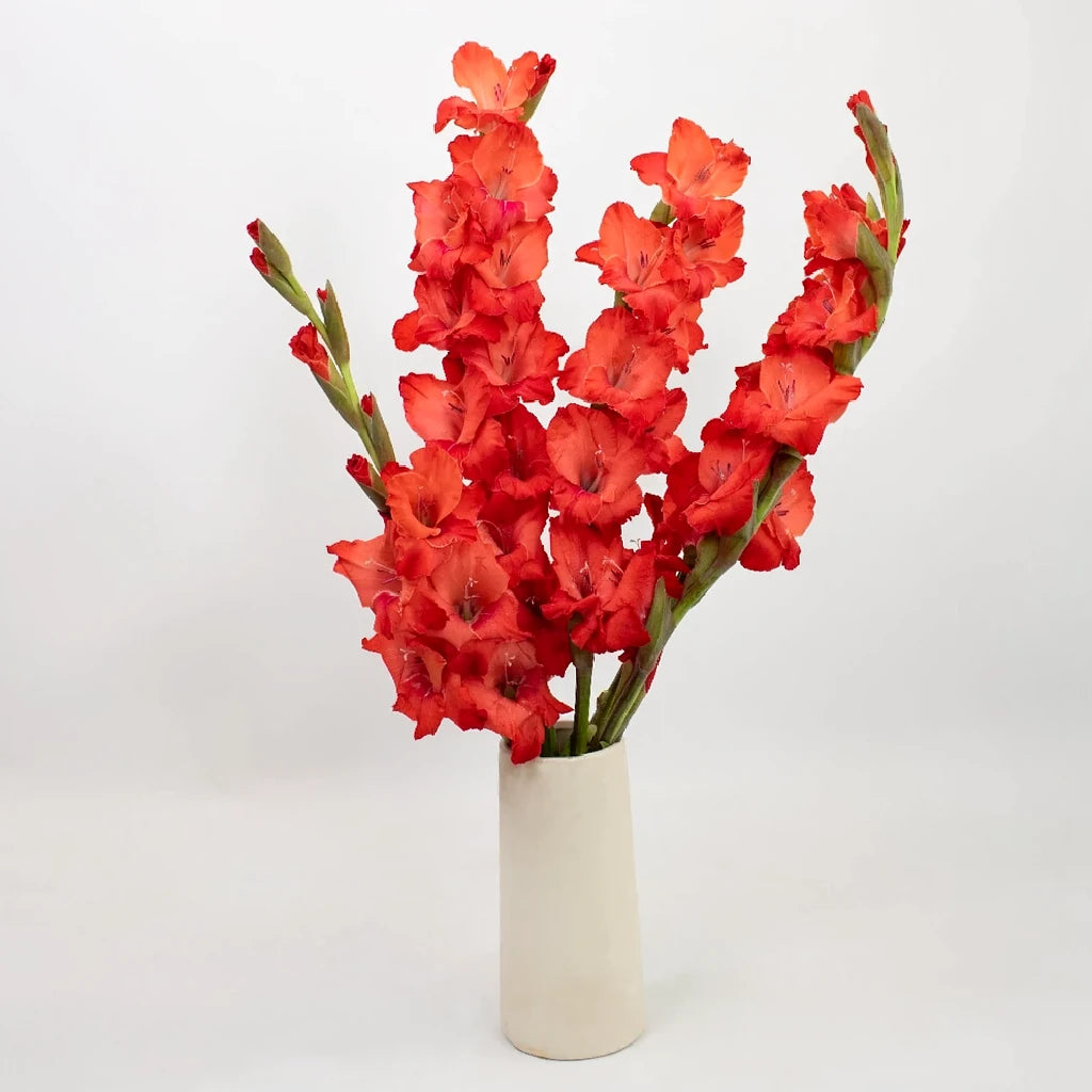 Red Gladiolus - main