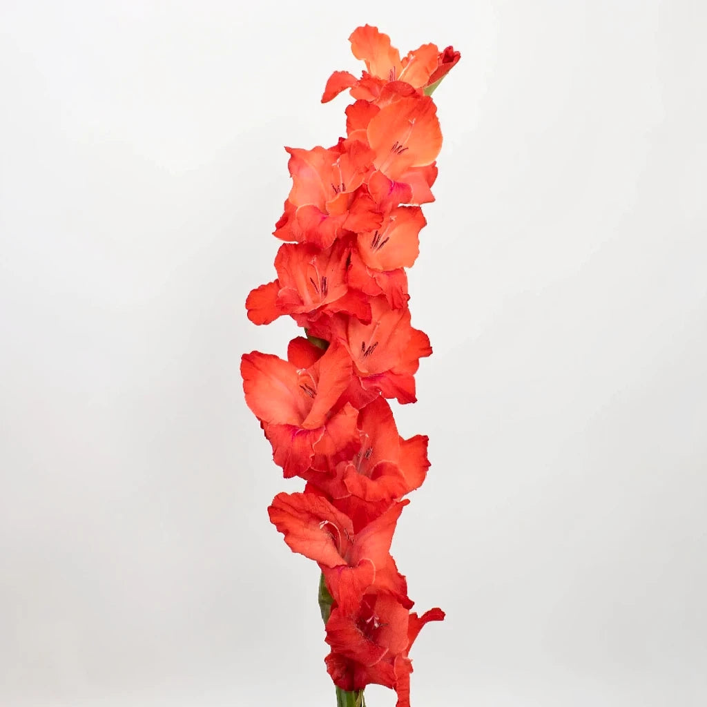 Red Gladiolus - alternative 2