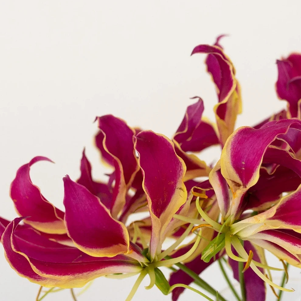 Red Lilies Oriental - alternative 1