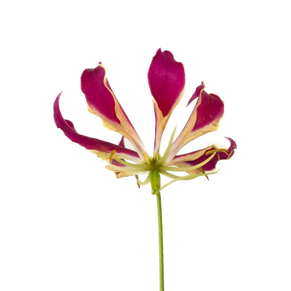Red Lilies Oriental - main