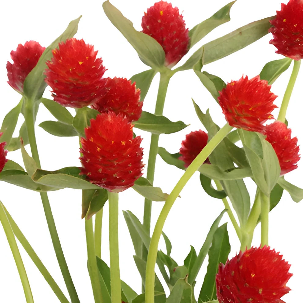 Red Gomphrena - alternative 2