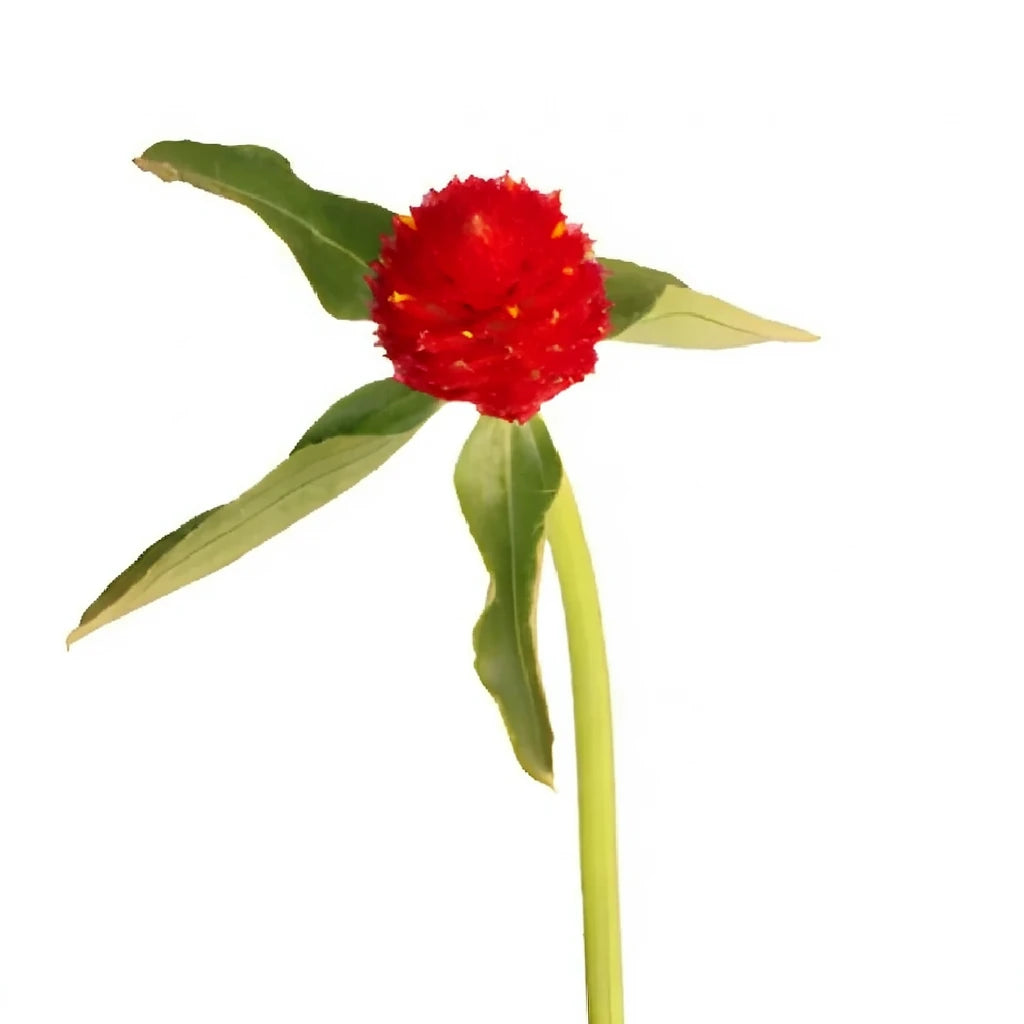 Red Gomphrena - main