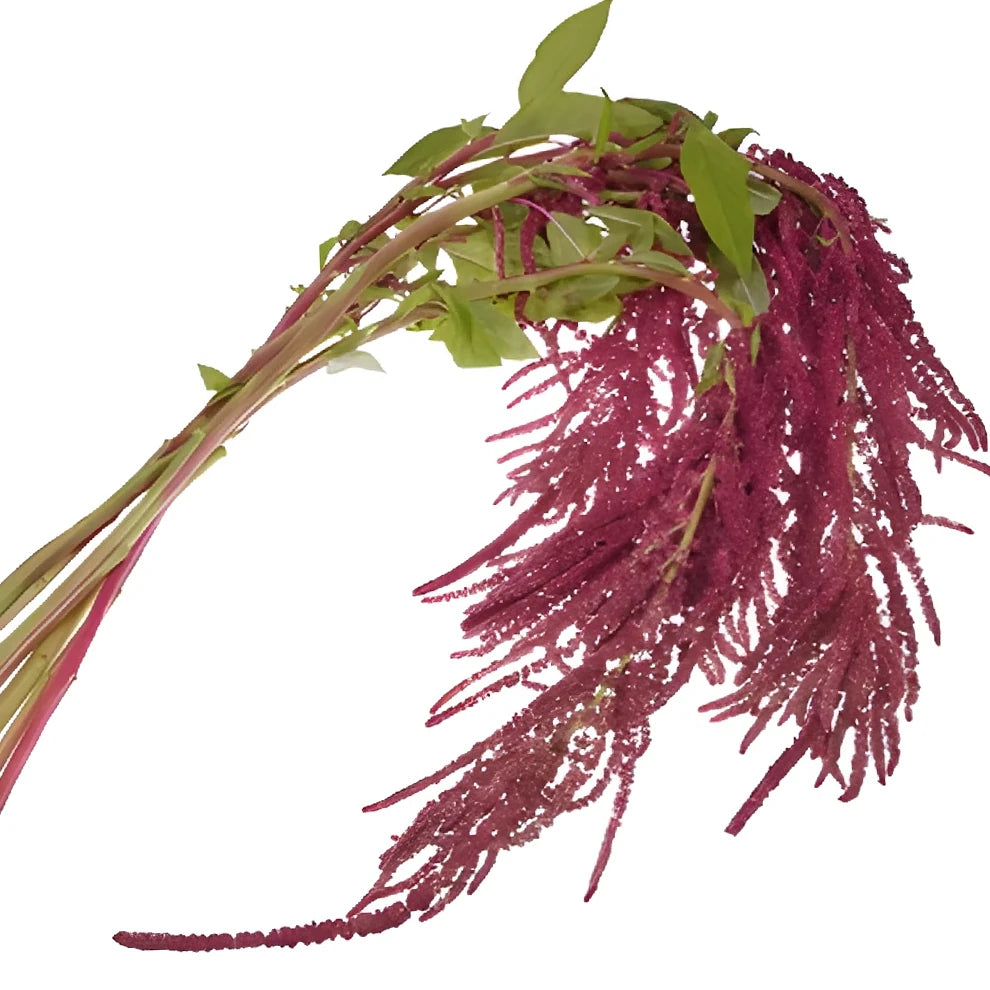 Hanging Red Amaranthus - alternative 1