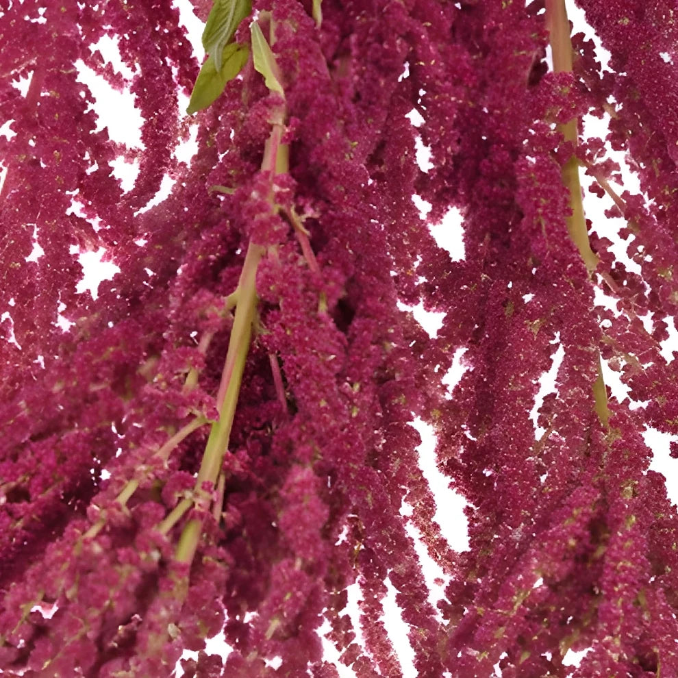 Hanging Red Amaranthus - alternative 3