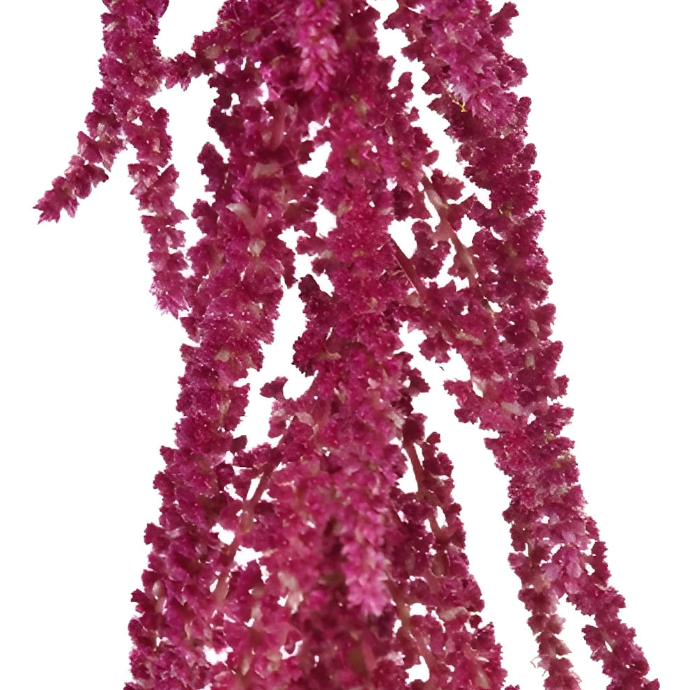 Hanging Red Amaranthus - alternative 2