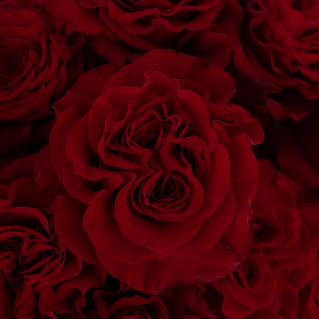 Wanted Roses Garden - main