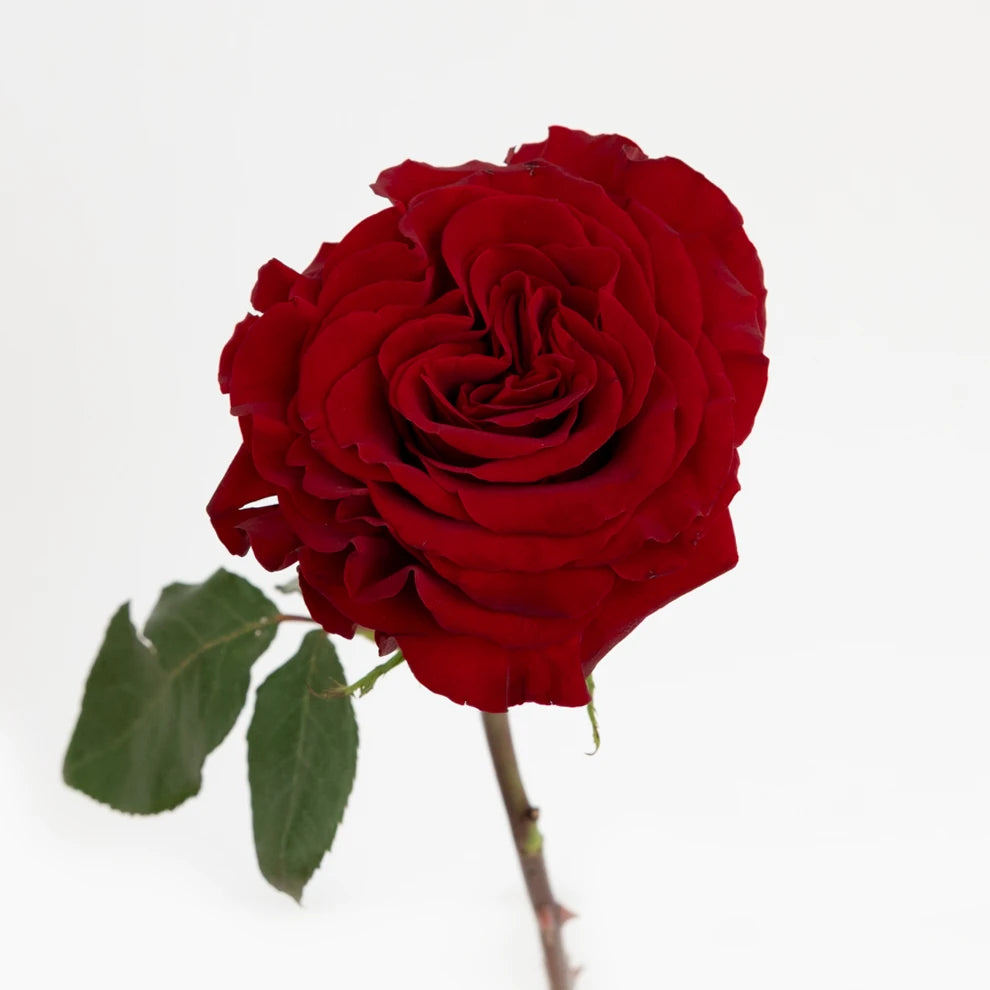 Wanted Roses Garden - alternative 2