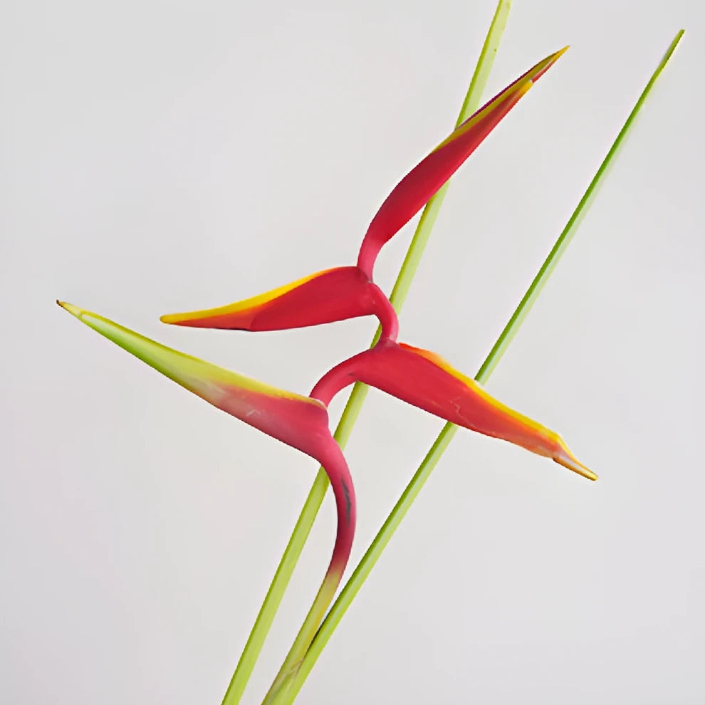 Heliconia Tropicals - Red - main