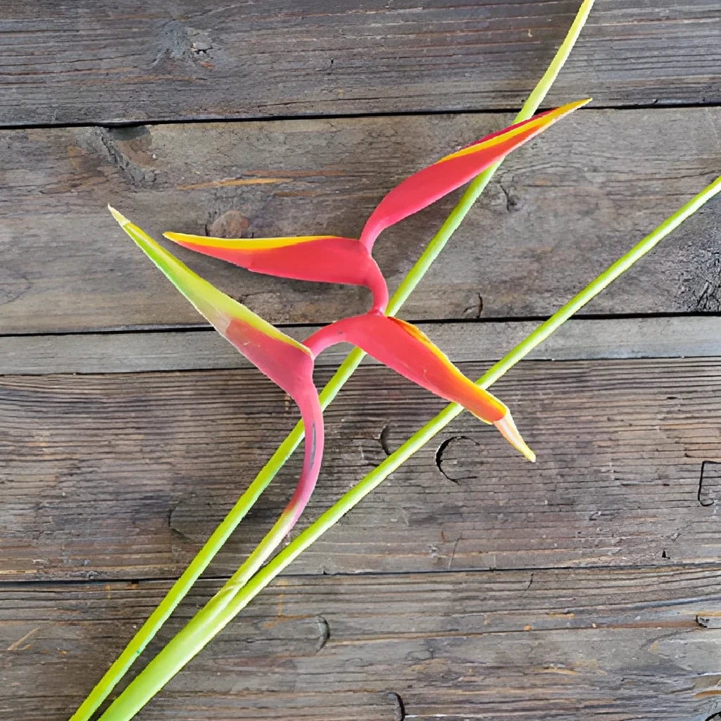 Heliconia Tropicals - Red - alternative 1